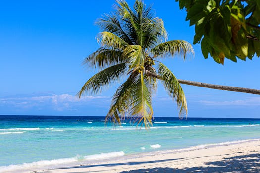 A serene tropical beach scene with a lone palm tree overlooking the turquoise ocean under a clear blue sky.